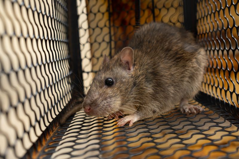 Rat Trapping Service